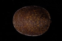 藏品(壁蜑螺)的圖片